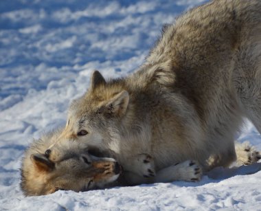 Kışın gri veya gri kurtta, aynı zamanda kereste ya da batı kurdu, Avrasya ve Kuzey Amerika 'nın vahşi ve uzak bölgelerine özgü bir köpek türüdür. Ailesinin en büyük üyesidir.