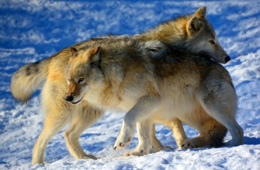 Kışın gri veya gri kurtta, aynı zamanda kereste ya da batı kurdu, Avrasya ve Kuzey Amerika 'nın vahşi ve uzak bölgelerine özgü bir köpek türüdür. Ailesinin en büyük üyesidir.