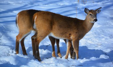 Karda genç bir geyiğin yakın çekimi. 