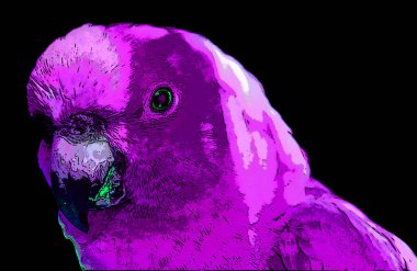 Renkli papağan çizimi pop-art arkaplanı