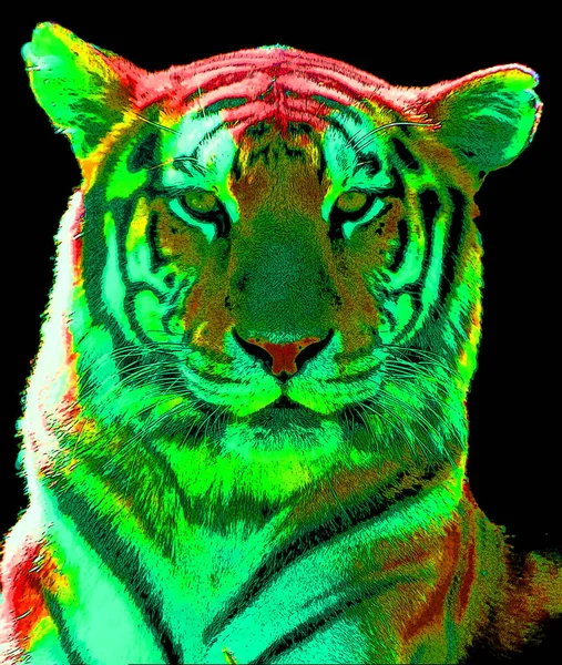 Tiger Illustration Pop Art Background — Stok fotoğraf