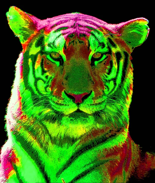 Tiger Illustration Pop Art Background — Photo