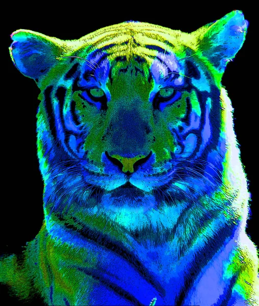 Тигр Ілюстрація Поп Арт Фон — стокове фото