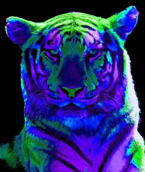 Tigris Illusztráció Pop Art Háttér — Stock Fotó