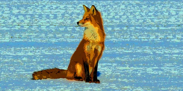 Renard Roux Vulpes Vulpes Est Grand Des Vrais Renards Des — Photo