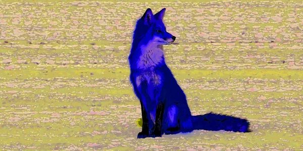 Rode Vos Vulpes Vulpes Grootste Van Echte Vossen Een Van — Stockfoto