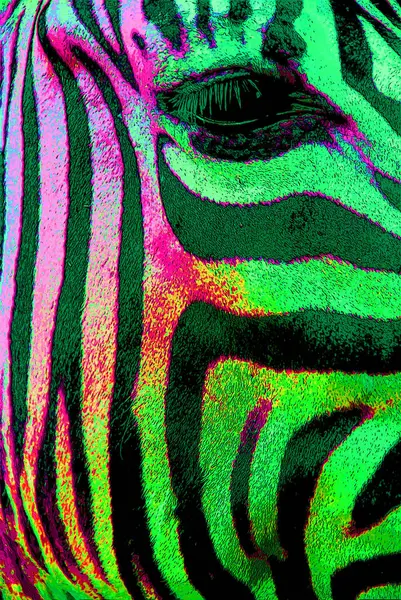 Zebras Sign Illustration Pop Art Background Icon Color Spots — Stock Photo, Image