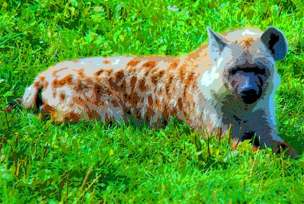 Spotted Hyena Crocuta Crocuta Also Known Laughing Hyena Species Hyena — Zdjęcie stockowe