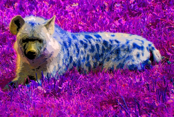 Spotted Hyena Crocuta Crocuta Also Known Laughing Hyena Species Hyena — Photo