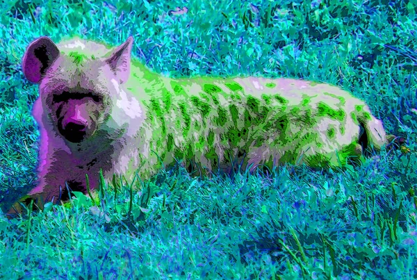 Spotted Hyena Crocuta Crocuta Also Known Laughing Hyena Species Hyena — 图库照片