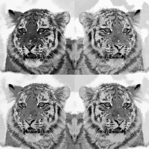 타이거 Tiger Pop Art Background Icon Color Spot — 스톡 사진