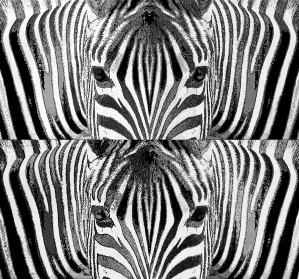 Zebras Σημάδι Εικονογράφηση Pop Art Εικονίδιο Φόντου Κηλίδες Χρώματος — Φωτογραφία Αρχείου