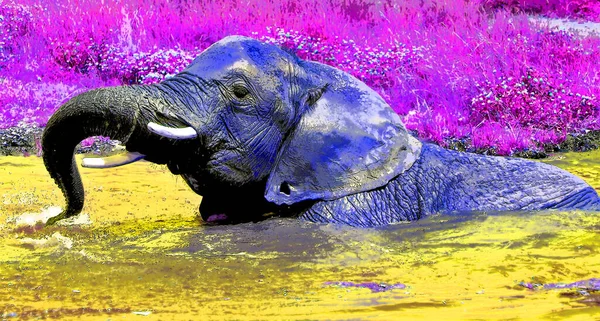 Εικονογράφηση Σύμβολο Ελέφαντα Pop Art Φόντο Εικονίδιο Κηλίδες Χρώματος — Φωτογραφία Αρχείου