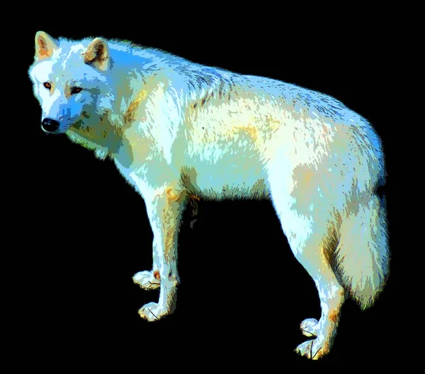 Arctic Wolf Polar White Wolf Subspecies Gray Wolf Mammal Family — Foto Stock