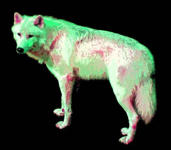 Arctic Wolf Polar White Wolf Een Ondersoort Van Grijze Wolf — Stockfoto