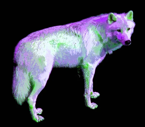 Arctic Wolf Polar White Wolf Een Ondersoort Van Grijze Wolf — Stockfoto