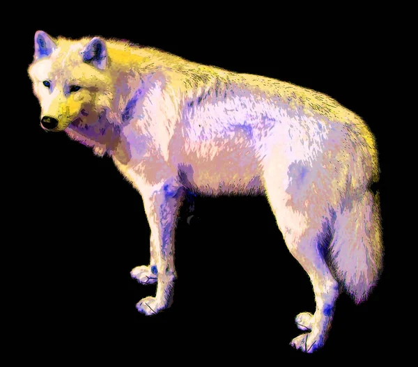 Arctic Wolf Polar White Wolf Subspecies Gray Wolf Mammal Family —  Fotos de Stock