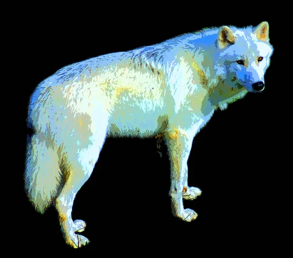 Arctic Wolf Polar White Wolf Subspecies Gray Wolf Mammal Family — Foto Stock