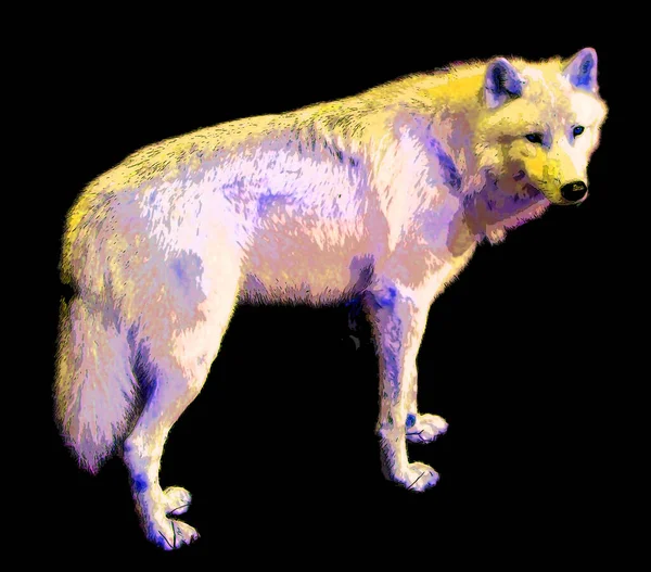 Arctic Wolf Polar White Wolf Subspecies Gray Wolf Mammal Family — Stockfoto