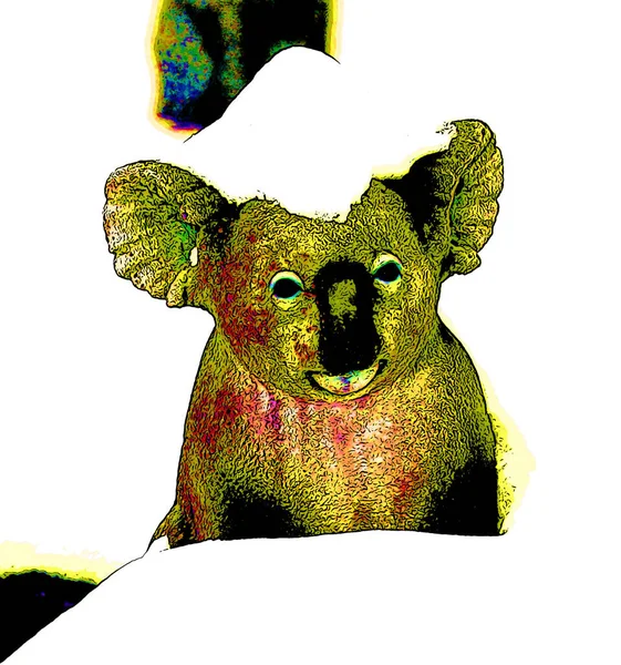 Koalais Arboreal Herbivorous Marsupial Native Australia — ストック写真