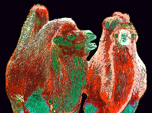 Camels Pop Art Background Icon Color Spots — Stok fotoğraf