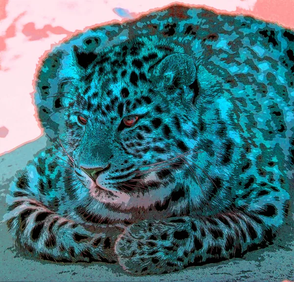 Amur Leopard Leopard Poddruh Původem Regionu Primorye Jihovýchodním Rusku Jilin — Stock fotografie