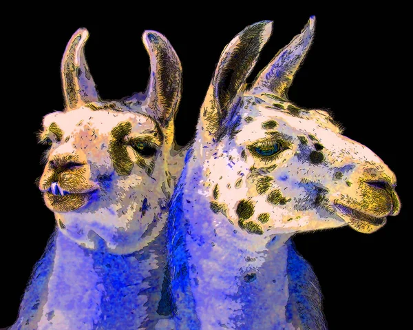 Illustration Llamas Pop Art Background — Foto Stock