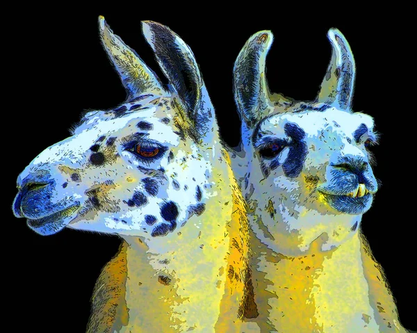 Illustration Llamas Pop Art Background — Stock Photo, Image