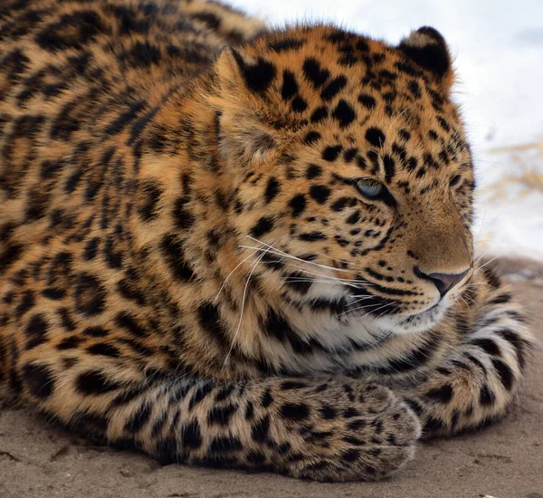 Leopardo Amur Uma Subespécie Leopardo Nativa Região Primorye Sudeste Rússia — Fotografia de Stock