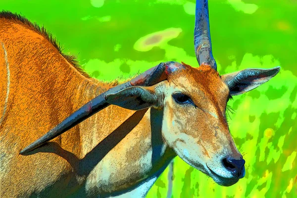 Eland Cape Livingstone Tragelaphus Oryx Largest All World Antelope — Stock Photo, Image