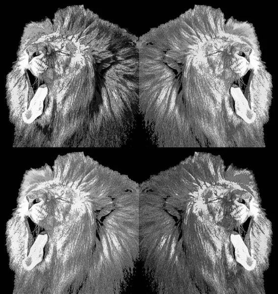 lion illustration pop-art background with color spots