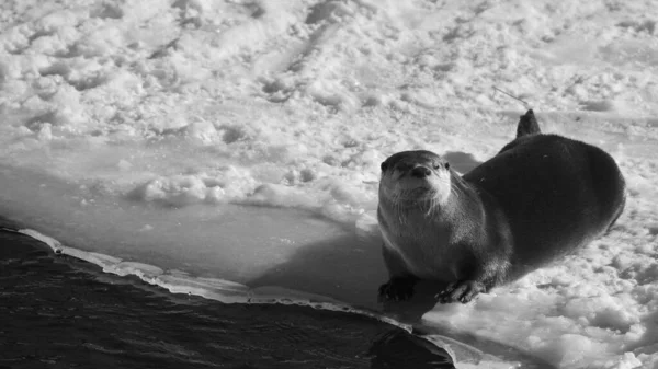 Otter Carnivorous Mammal Subfamily Lutrinae Winter — Photo