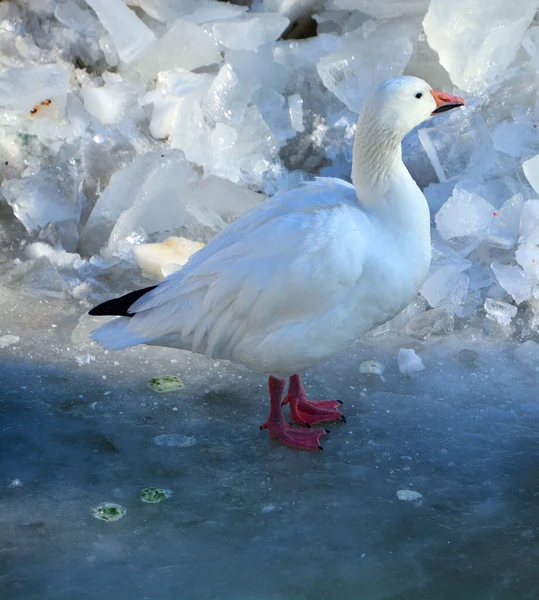 Inverno Pekin White Pekin Uma Raça Americana Pato Doméstico Criado — Fotografia de Stock