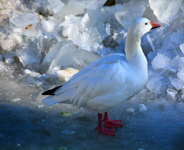 Winter Pekin White Pekin American Breed Domestic Duck Raised Primarily — Stock Photo, Image