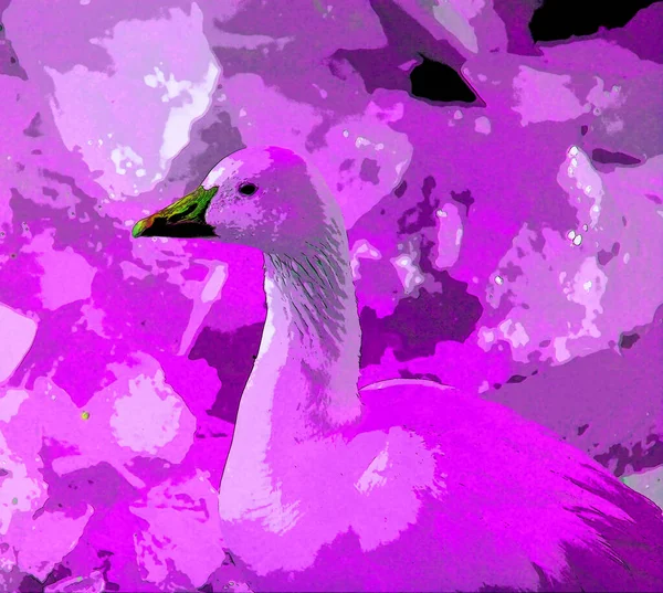 Winter Pekin White Pekin American Breed Domestic Duck Raised Primarily — стоковое фото