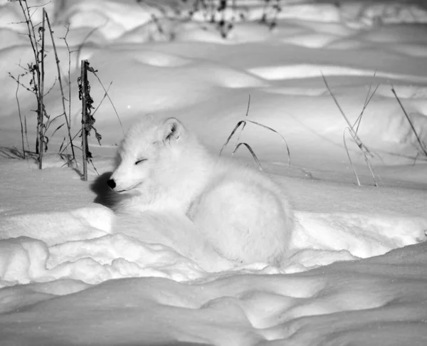 In winter arctic fox (Vulpes lagopus), also known as the white, polar or snow fox, is a small fox native to the Arctic regions of the Northern Hemisphere and common throughout the Arctic tundra biome