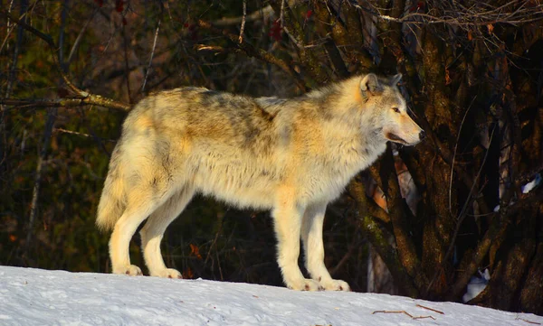 Зимой Серый Серый Волк Древесина Западный Волк Является Псом Уроженцем — стоковое фото