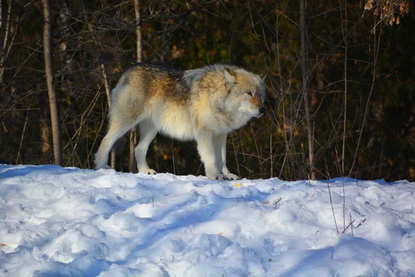 Hiver Loup Gris Gris Aussi Appelé Loup Ouest Est Canin — Photo