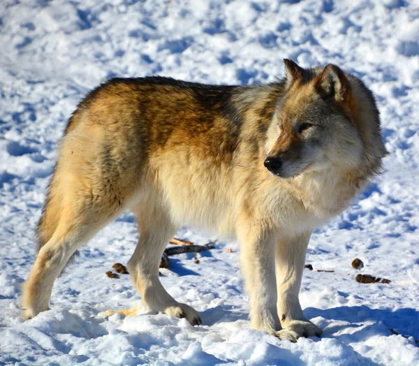 Hiver Loup Gris Gris Aussi Appelé Loup Ouest Est Canin — Photo