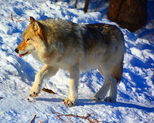 Invierno Lobo Gris Gris También Madera Lobo Occidental Canino Nativo —  Fotos de Stock