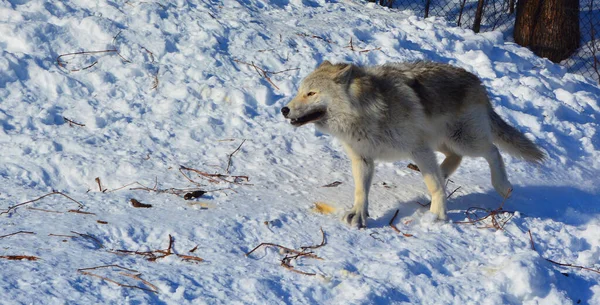 Inverno Lobo Cinzento Cinzento Também Madeira Lobo Ocidental Canino Nativo — Fotografia de Stock