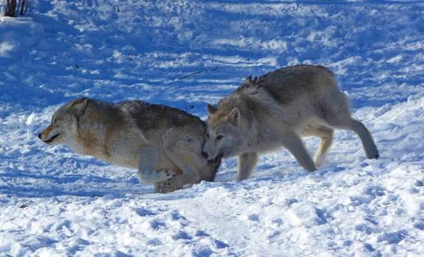 Gray Wolf Grey Wolf 겨울에는 숲이나 늑대로 유라시아와 북아메리카의 지역에서 — 스톡 사진