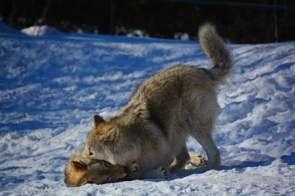 Gray Wolf Grey Wolf 겨울에는 숲이나 늑대로 유라시아와 북아메리카의 지역에서 — 스톡 사진