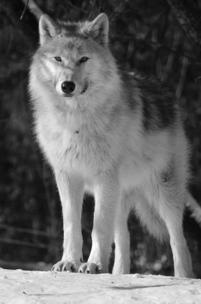 Gray Wolf Forest Black White — Stockfoto