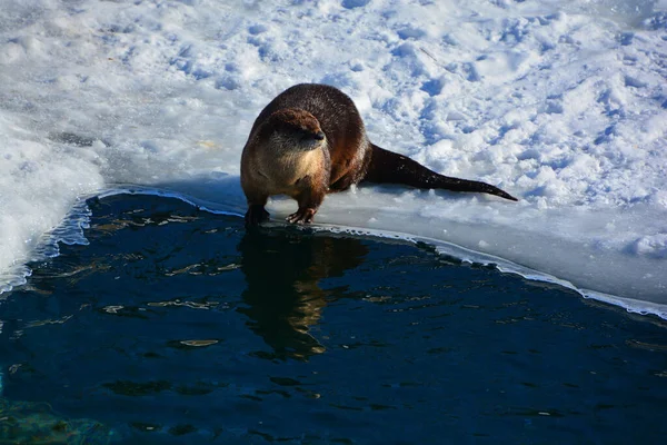 Otter Carnivorous Mammal Subfamily Lutrinae Winter — 스톡 사진