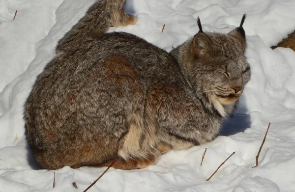 Winter Canada Lynx Canadese Lynx Een Noord Amerikaans Zoogdier Uit — Stockfoto