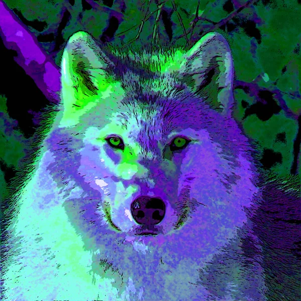 Wolf Illustration Pop Art Background Color Spots — Photo