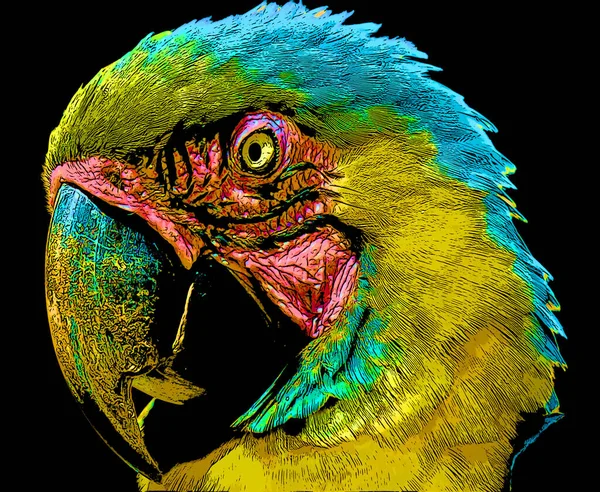Renkli Papağan Çizimi Pop Art Arkaplanı — Stok fotoğraf