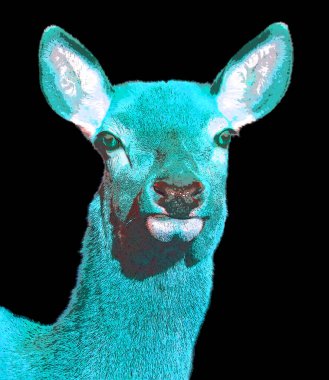 Yeni Zelanda kızıl geyiği, kırmızı geyik, çift sayıda ayak parmağıyla karakterize edilen geviş getiren geyiklerdir, ve dört odalı mide sembolü renk benekli pop-art arka plan ikonu