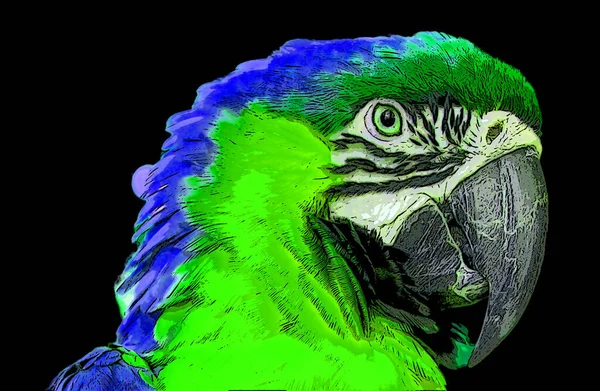 Parrot Illustration Pop Art Background Color Spots — Fotografia de Stock